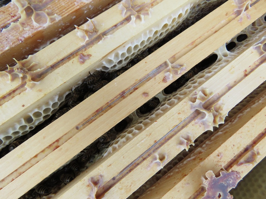 APICULTEUR - JUL'UN COMPAGNON DES ABEILLES_3