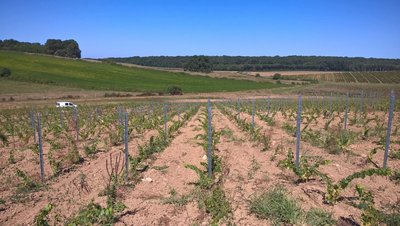 DOMAINE AMELIE GUILLOT_3