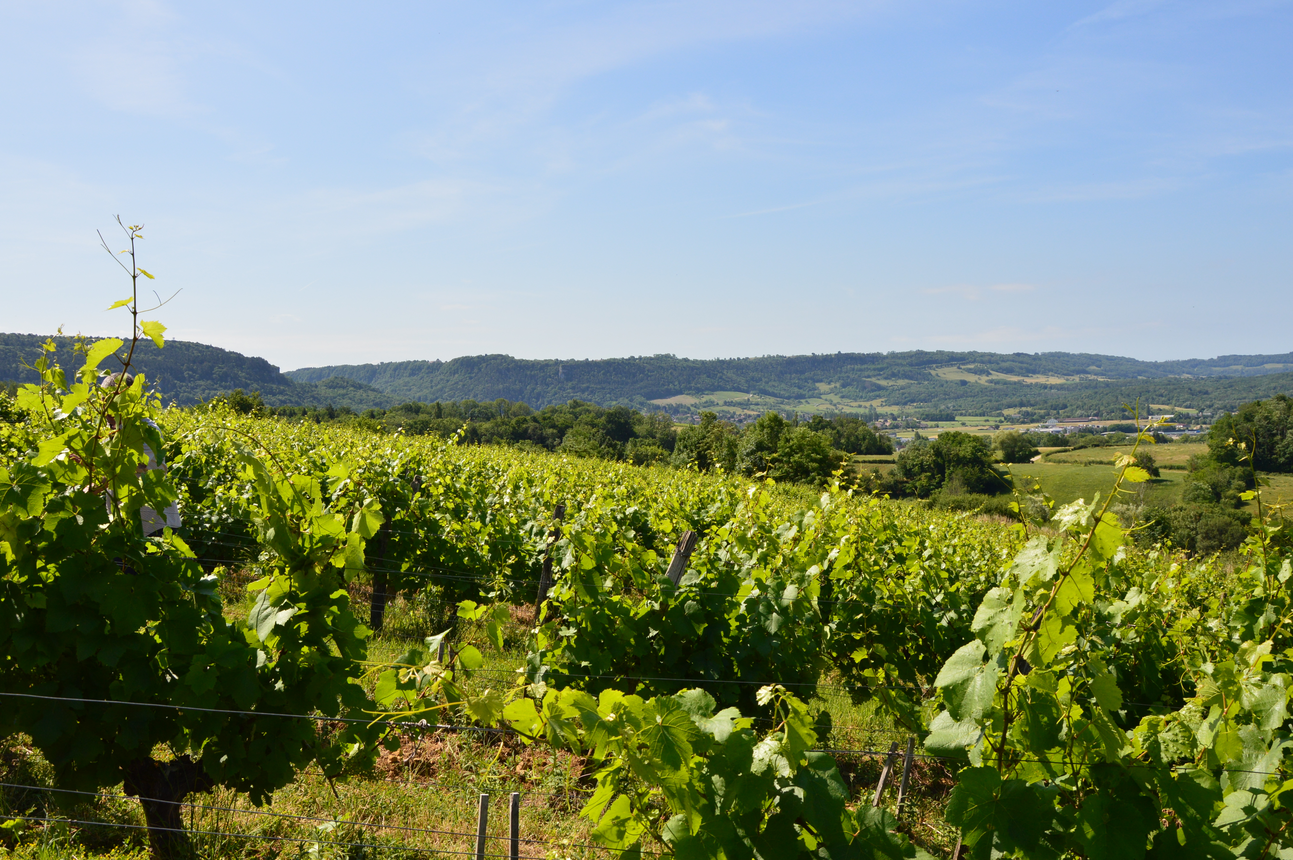 POLIGNY_vigne-creux de l'enfer 3 - Domaine Noir(été_13.06.2022)_APSCoeurDuJura