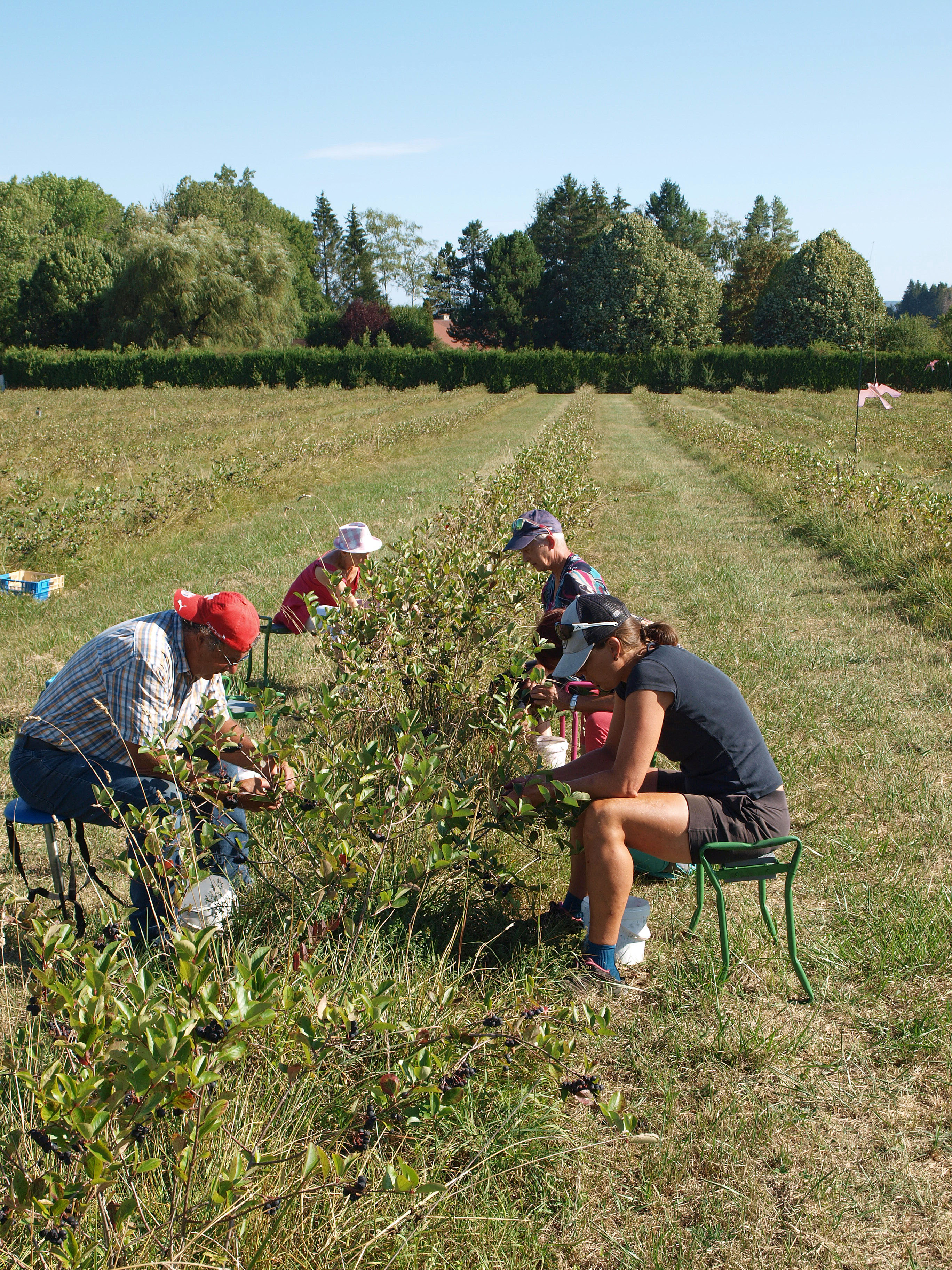 Cueillette des baies d'aronia