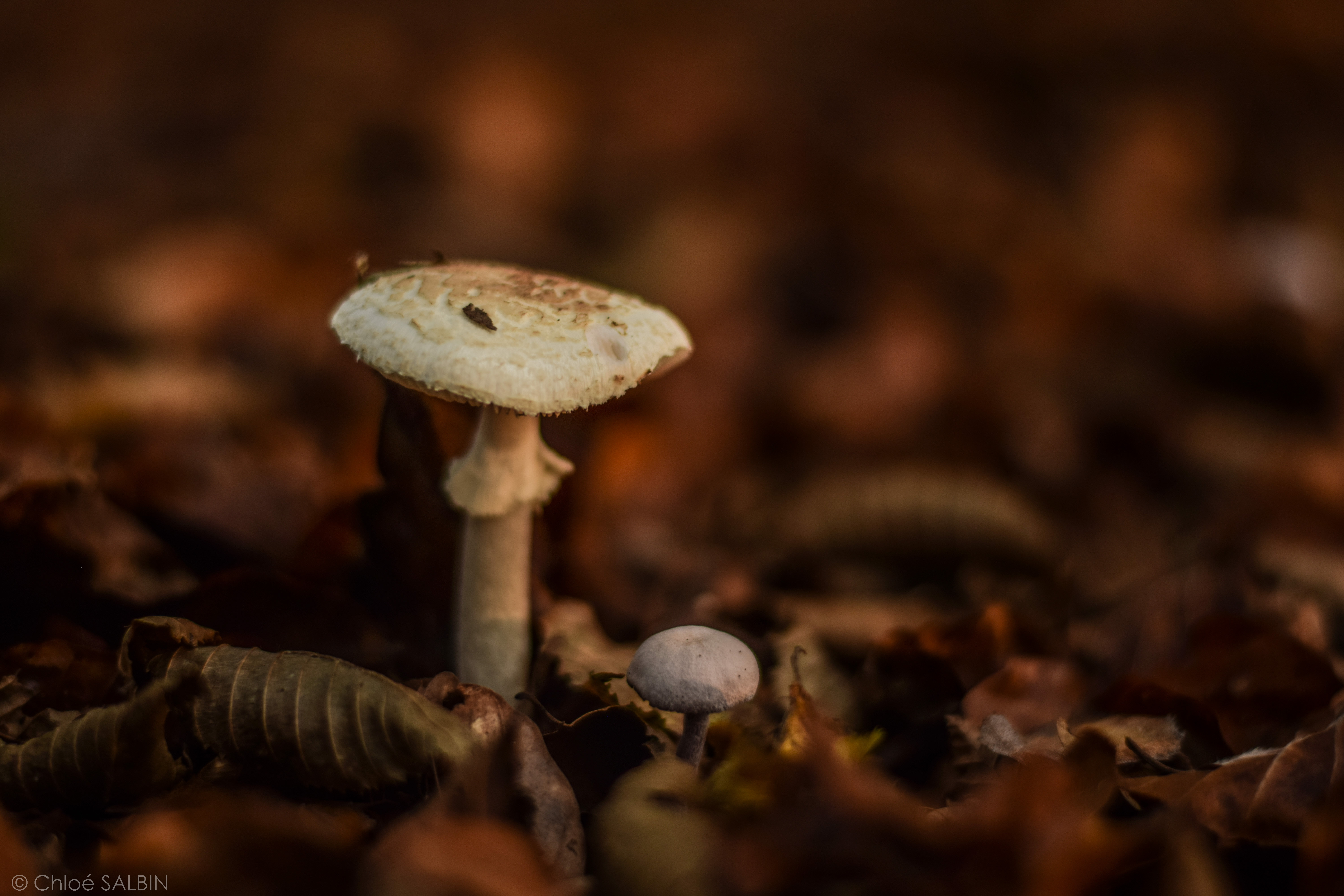 Forêt de Chaux
