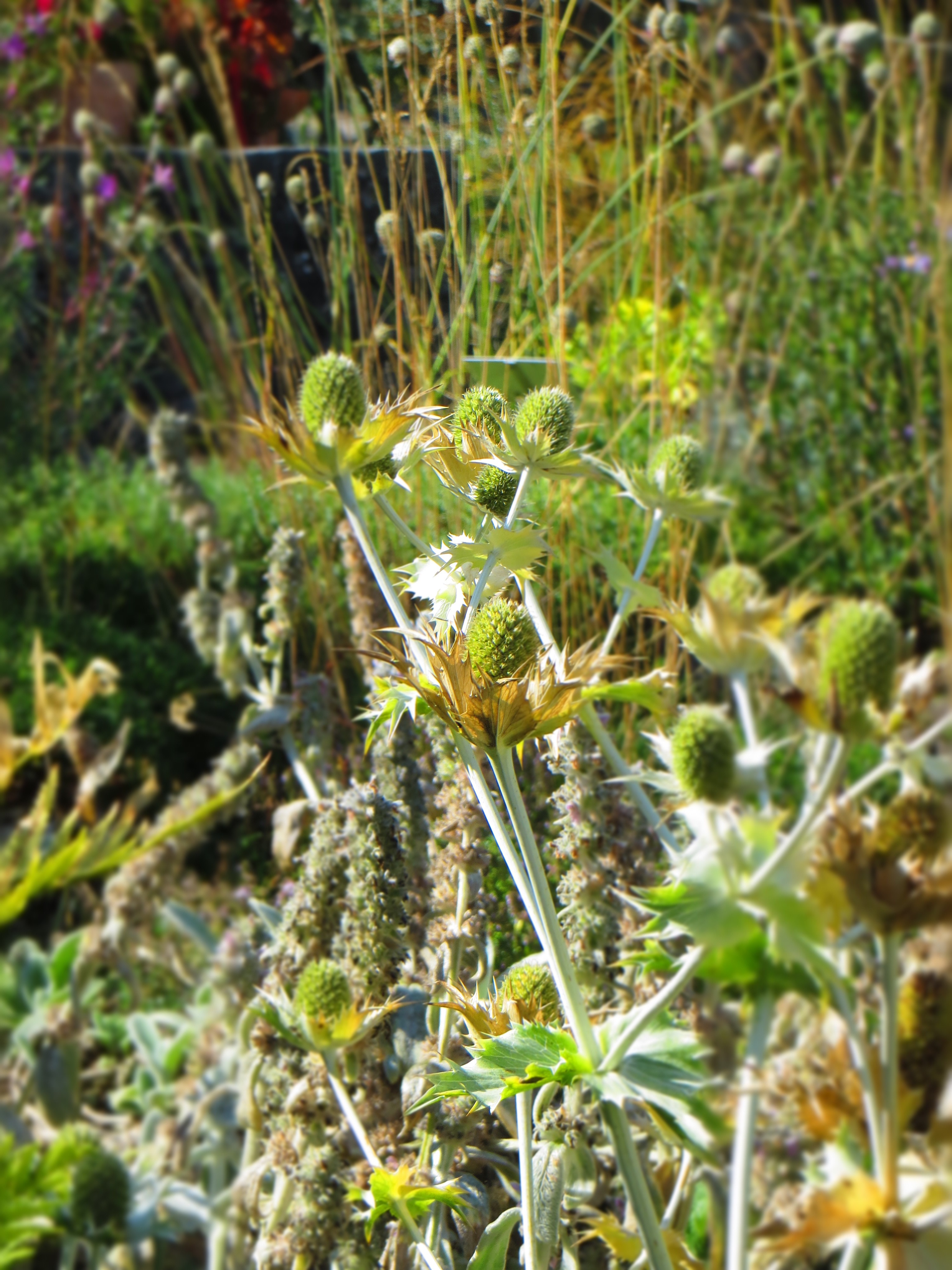 JARDIN BOTANIQUE_2