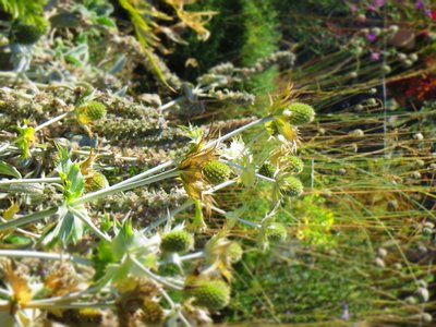 JARDIN BOTANIQUE_2