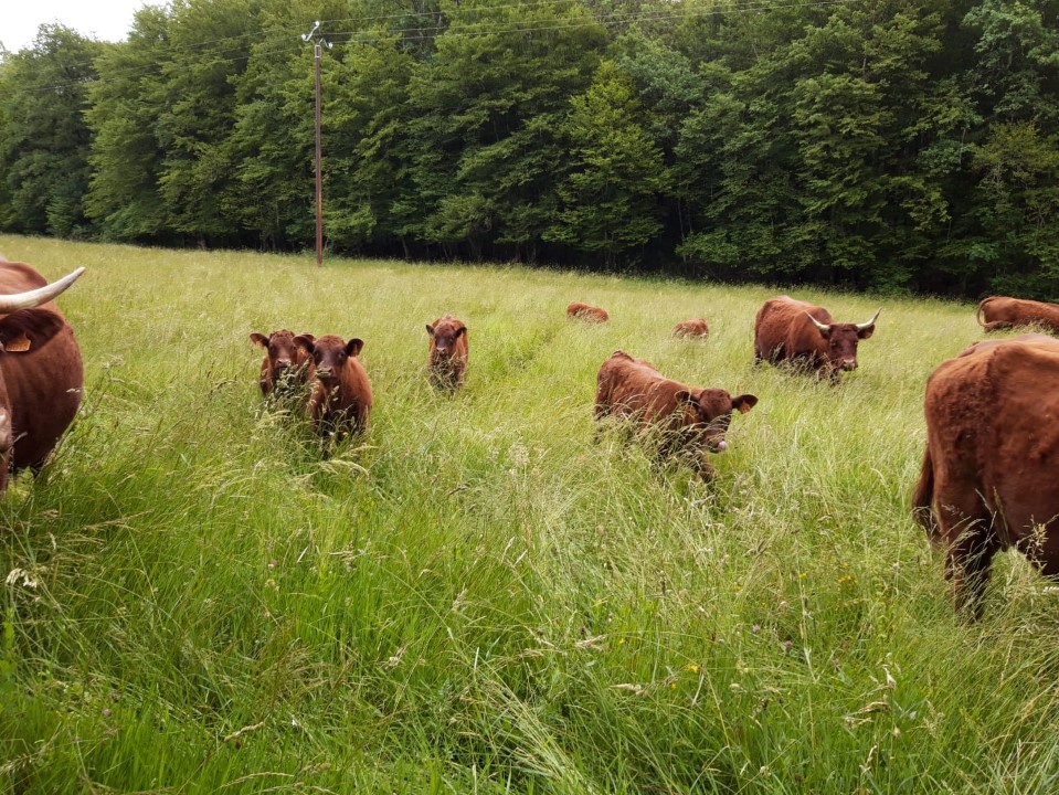 La-Ferme-de-la-Côte-Élevage