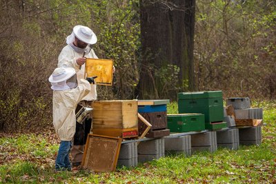 beekeeper-g6be3040ab_1920