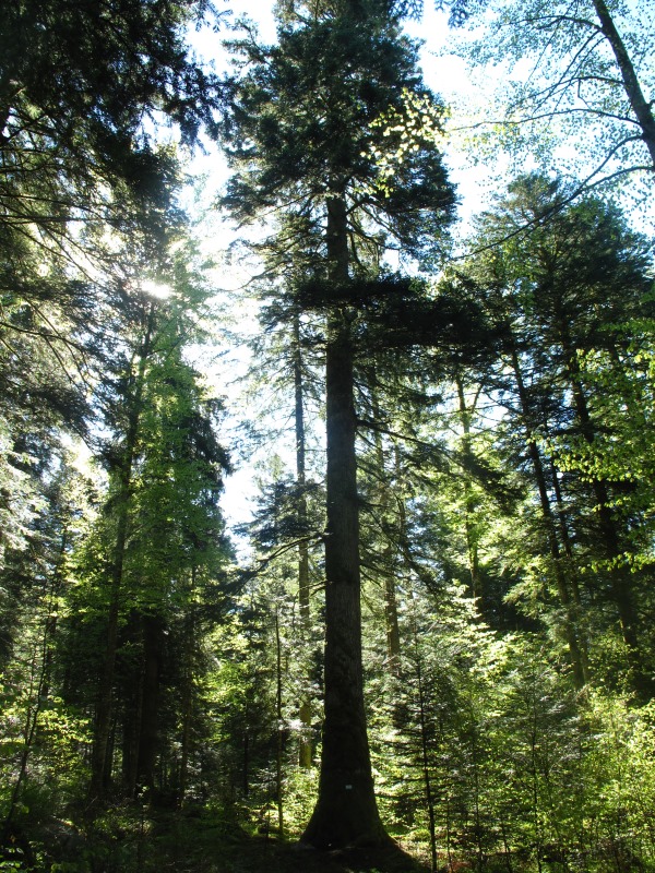 Sapin Président de Grande-Rivière, Haut-Jura