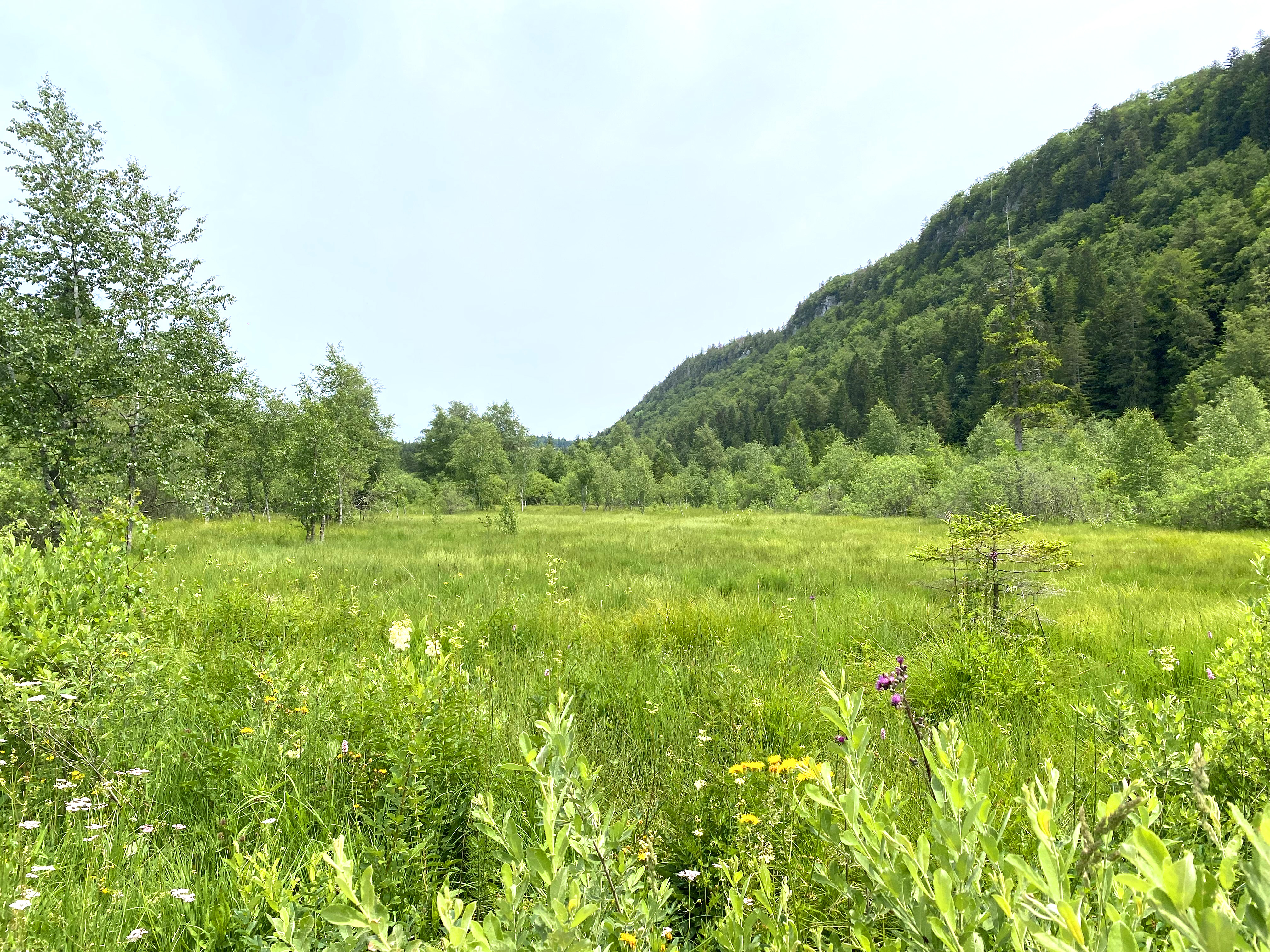 tourbieres_entrecotes_foncinelehaut_ete_2023_©CCCNJ (18)