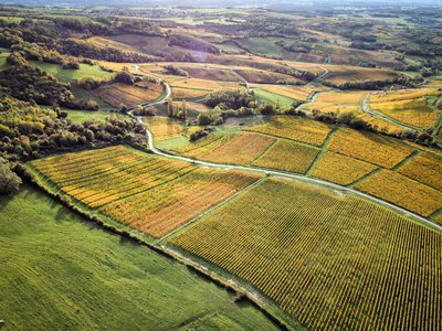 vignes_Pupillin(automne2024)