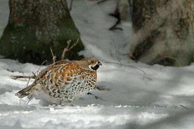 Gélinotte des bois