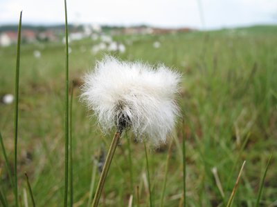 Linaigrette