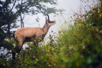 Chamois