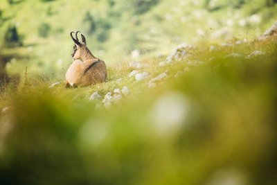 Chamois pelage d'été