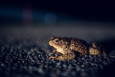 Le Crapaud commun