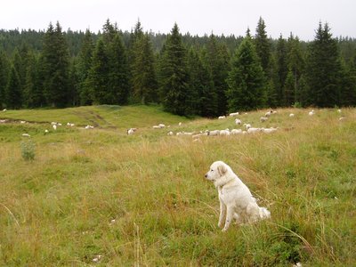 Patou et son troupeau de moutons