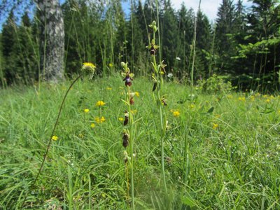 Ophrys mouche