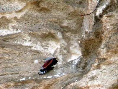 L'oiseau papillon