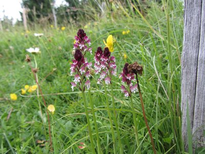 Orchis brulée