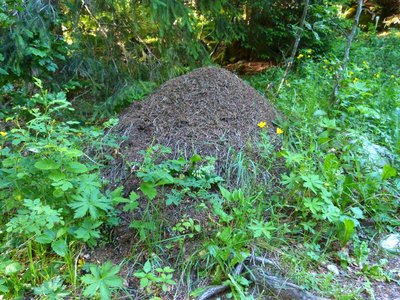La Fourmi des bois