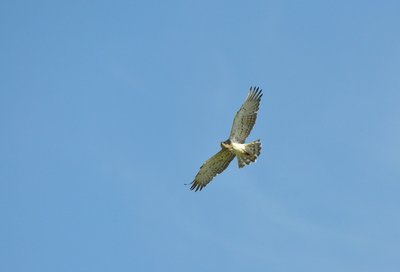 Circaète jean-le-blanc