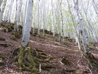 Nouvelles ressources énergétiques de la forêt