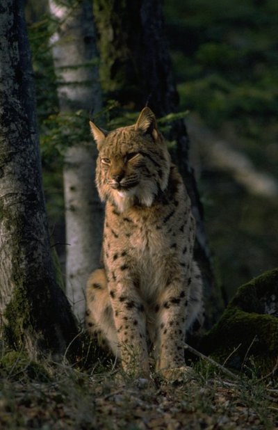 Le Lynx boréal
