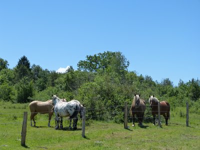 Pelouses sèches du Sapey