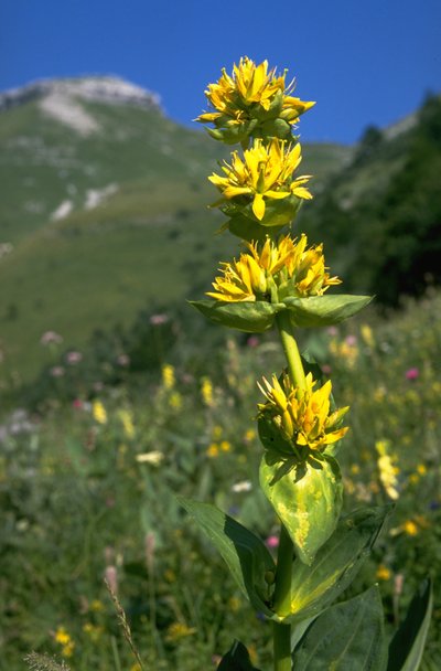 Gentiane jaune