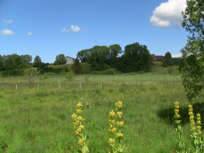 Gentiane jaune et tourbière