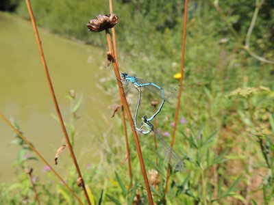 Libellules observées dans l'étang des Drilletes