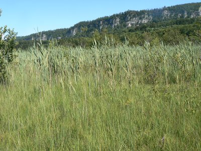 Roseliere (CEN Franche-Comté / L.Bettinelli)