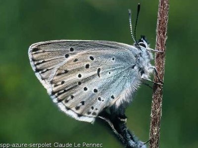 Azure Serpolet