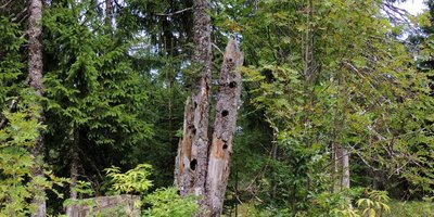 De la vie dans les arbres morts