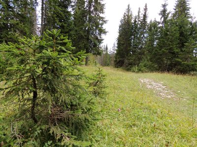 Sapin au premier plan, épicéas dans le fond