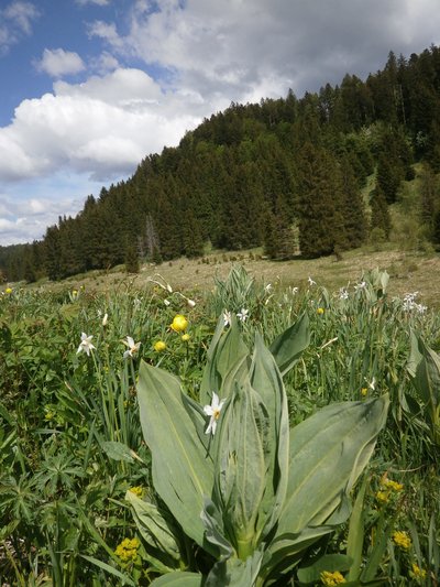 Tourbière de Nanchez