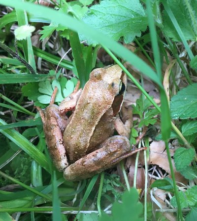 Grenouille rousse