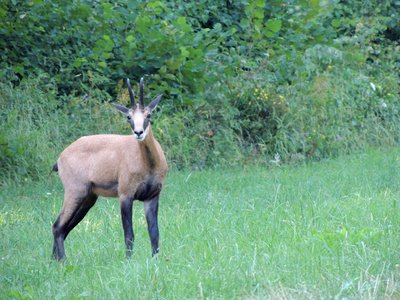 Chamois