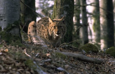 Lynx boréal