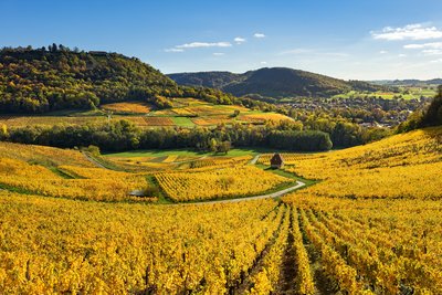 Vignes autour de Château-Chalon et Voiteur