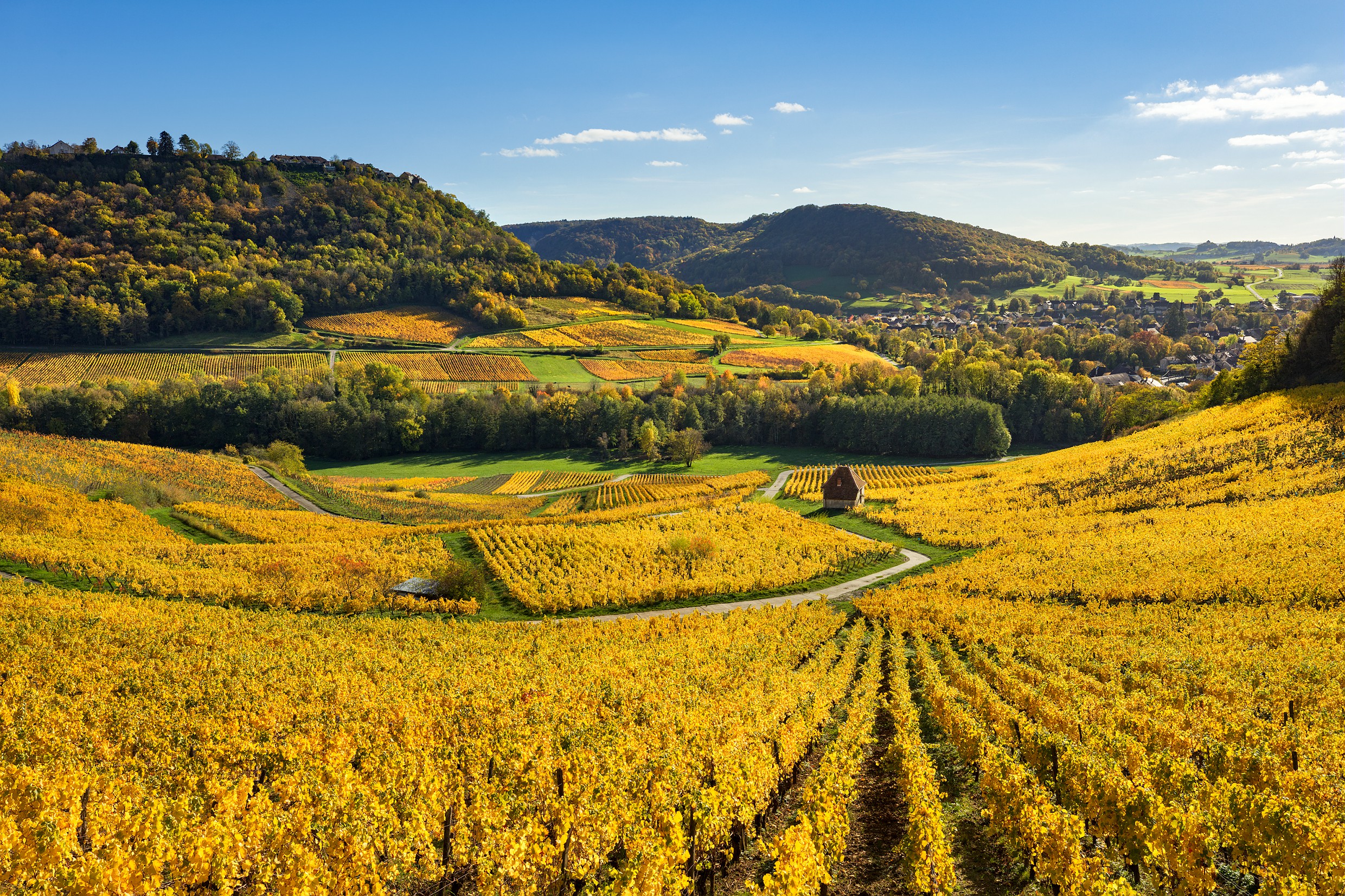 Vignes depuis Menétru-le-Vignoble