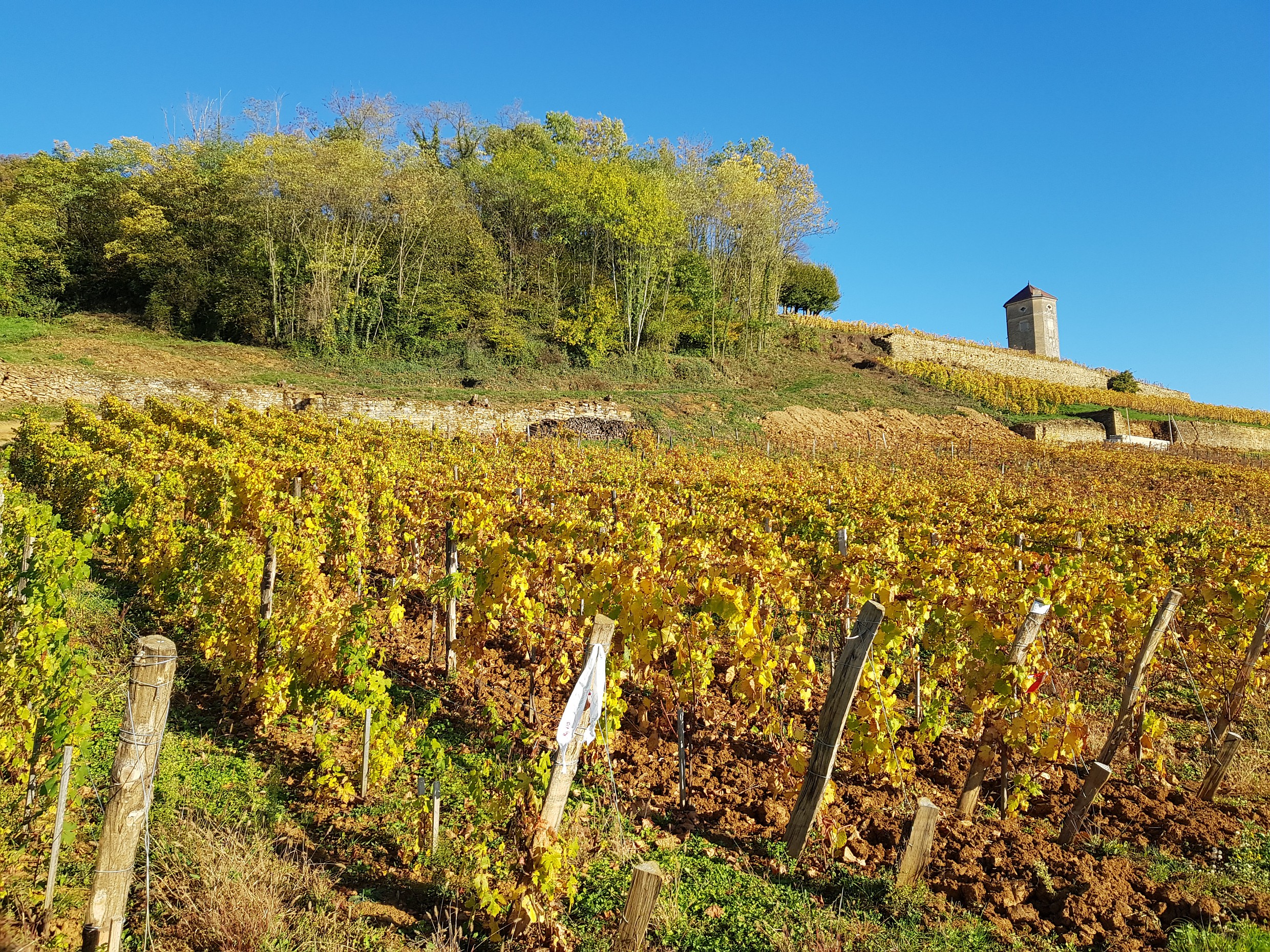 Vignes d'Arbois et Tour Curon