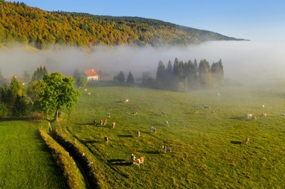 Ferme et vaches aux Rousses - Vue drone