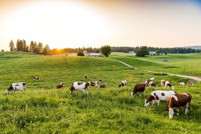 Ferme à la Station des Rousses