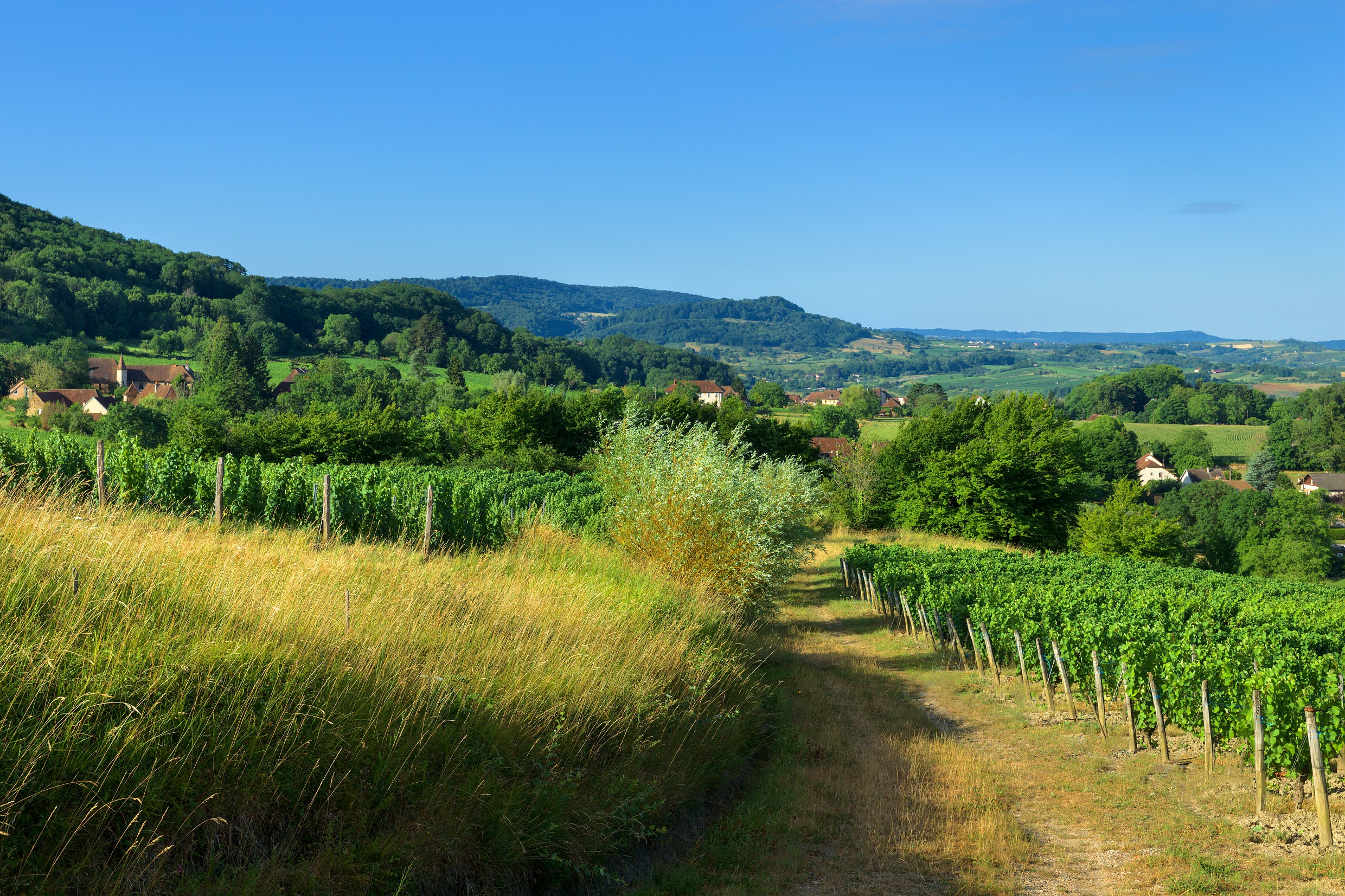 Vignes à Montigny-les-Arsures