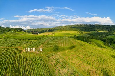 Vignes à Pupillin