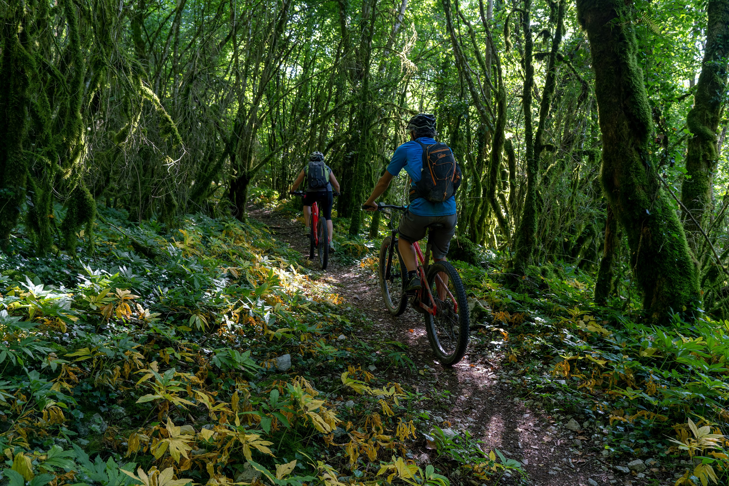 VTT en forêt autour du lac de Vouglans