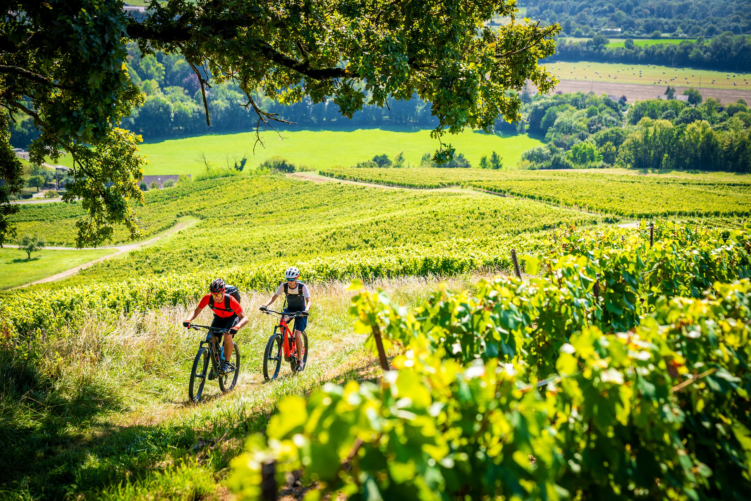 Vététistes dans les vignes de Voiteur