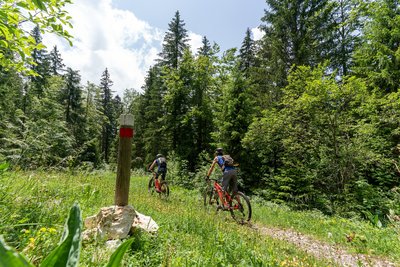 Vététistes dans la foret du Mont Noir