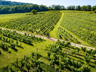 Gravel dans les vignes de Montigny les Arsures
