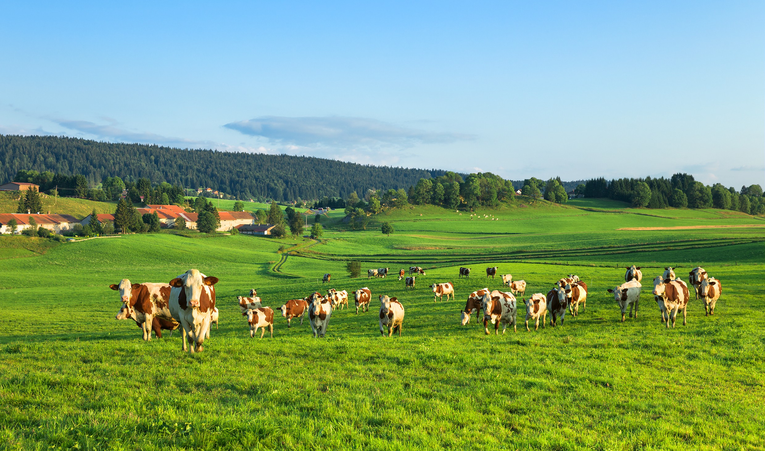 Vaches dans le Grandvaux