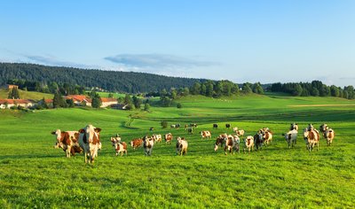 Vaches dans le Grandvaux